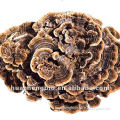 ISO&GMP Trametes versicolor extract powder with Polysaccharide